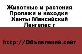 Животные и растения Пропажи и находки. Ханты-Мансийский,Лангепас г.